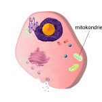 Cell med mitokondrier - gynnas av nitrat från rödbetsjuice