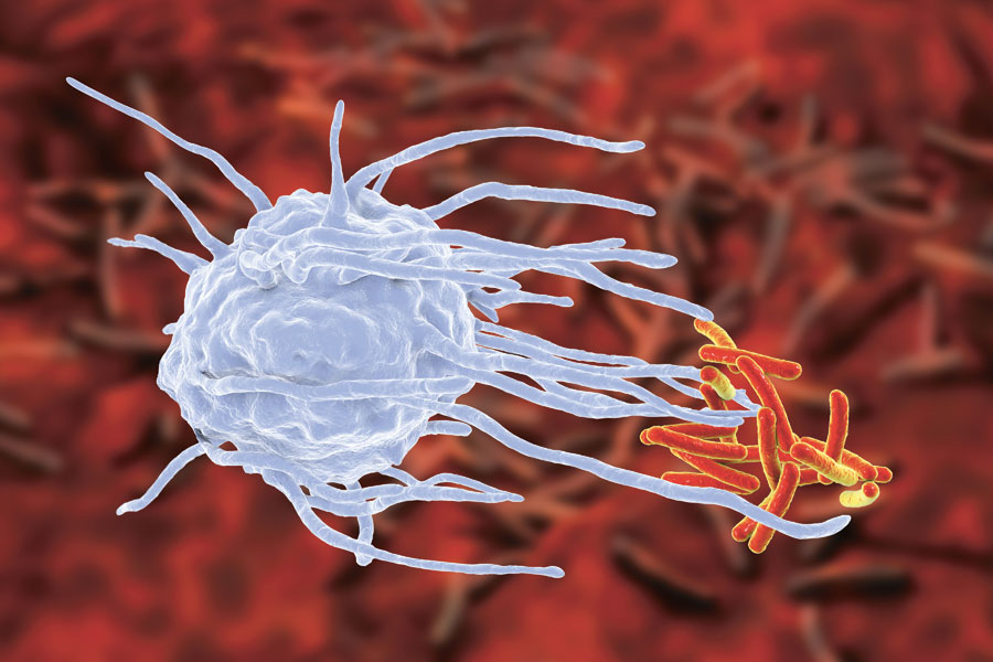 Makrofag - immunsystemet