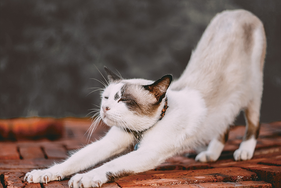 Katt som stretchar - när ska man stretcha?