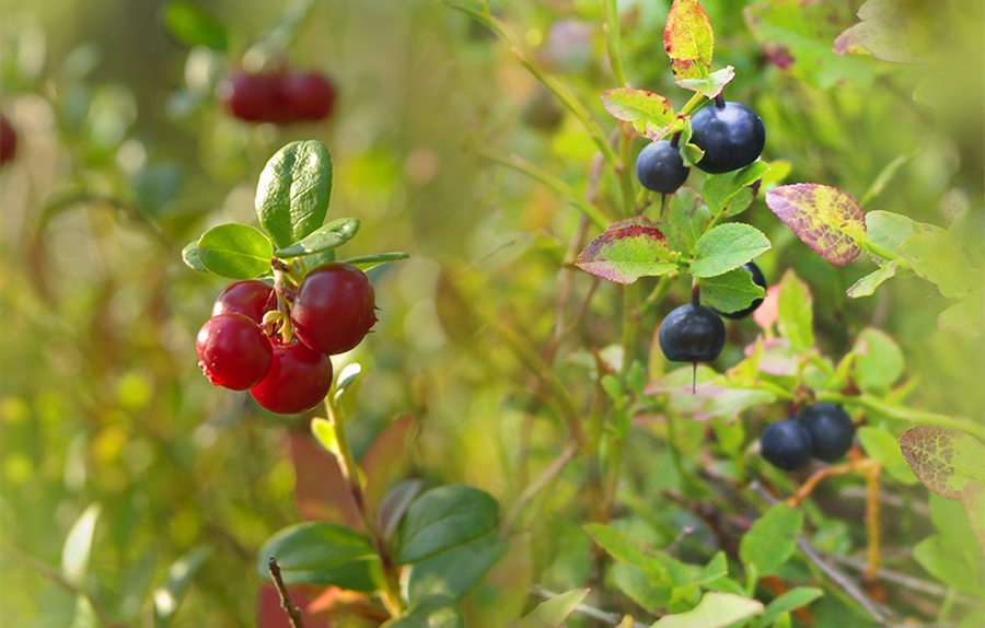 Lingon och blåbär - bär kan motverka de skadliga effekter fet kost har på tarmflora och hjärnkapacitet.