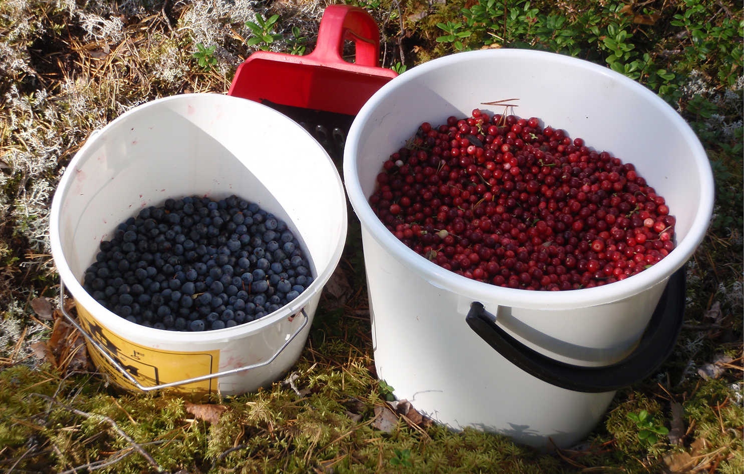 Hinkar med lingon och blåbär - bären innehåller resveratrol som kan lindra lungsjukdomen PAH.